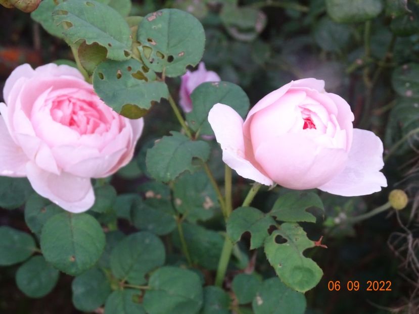  - Trandafiri 2022 3