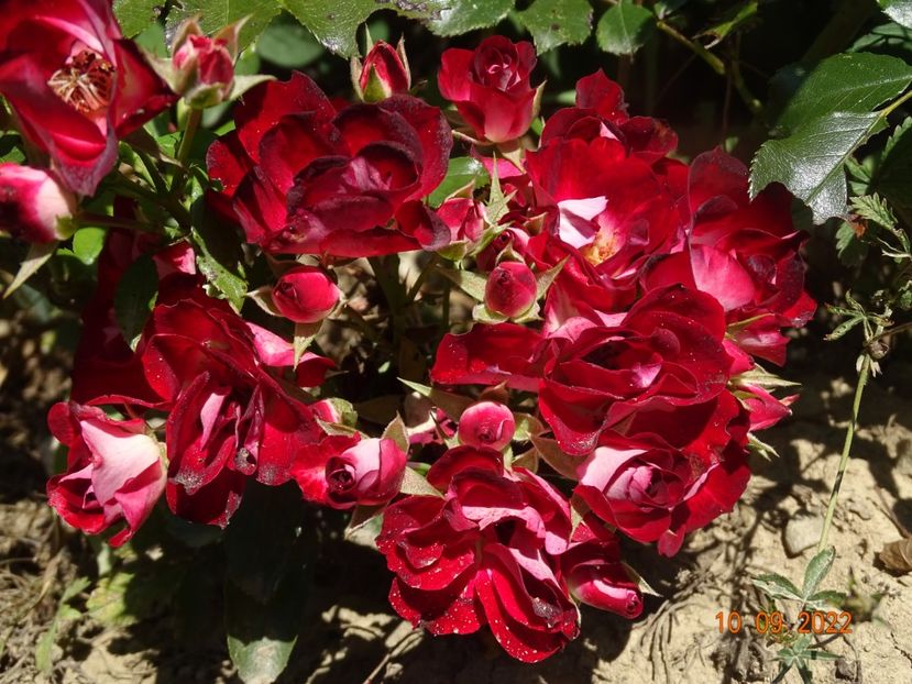  - Trandafiri 2022 3