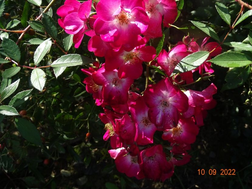  - Trandafiri 2022 3