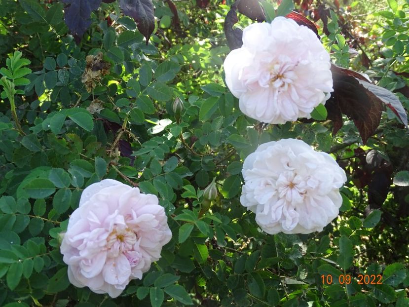  - Trandafiri 2022 3