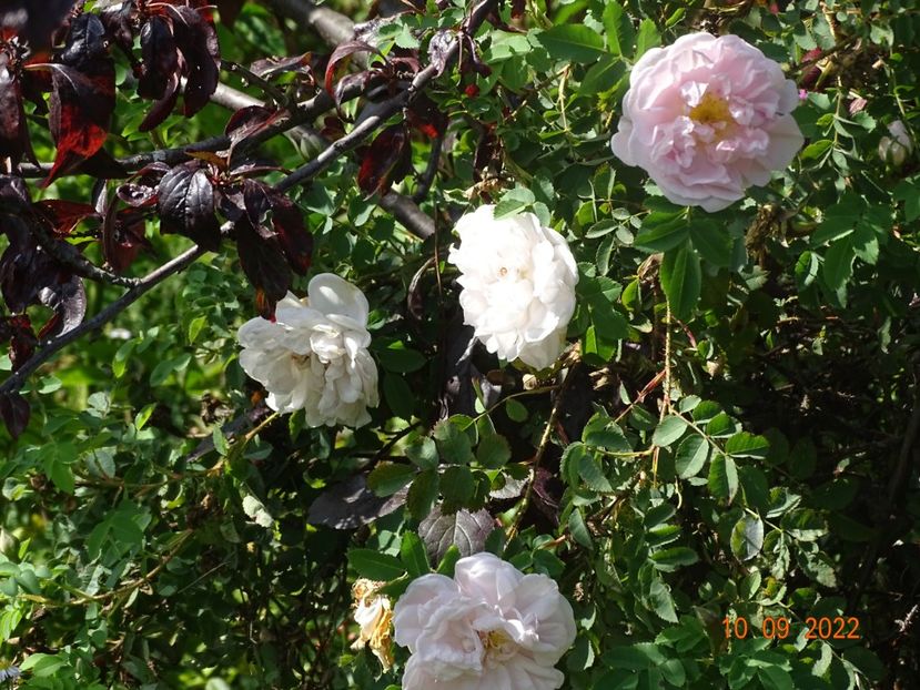  - Trandafiri 2022 3