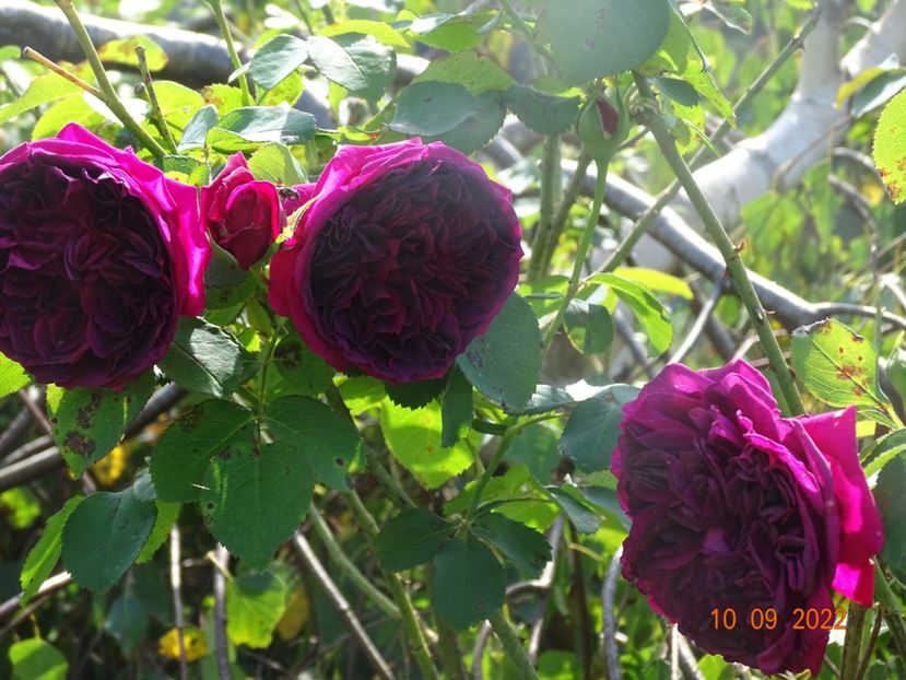  - Trandafiri 2022 3