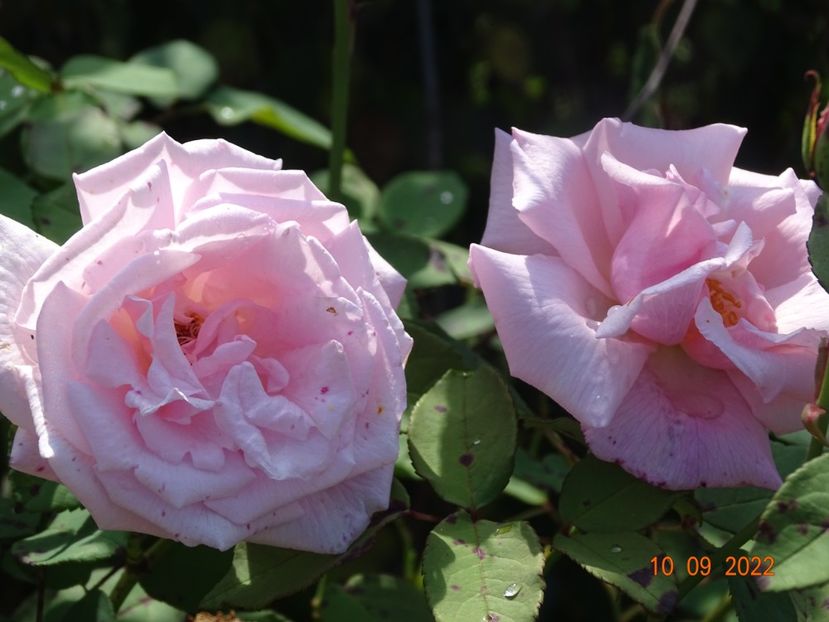  - Trandafiri 2022 3