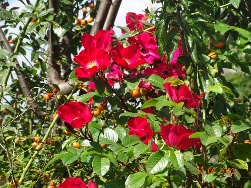  - Trandafiri 2022 3