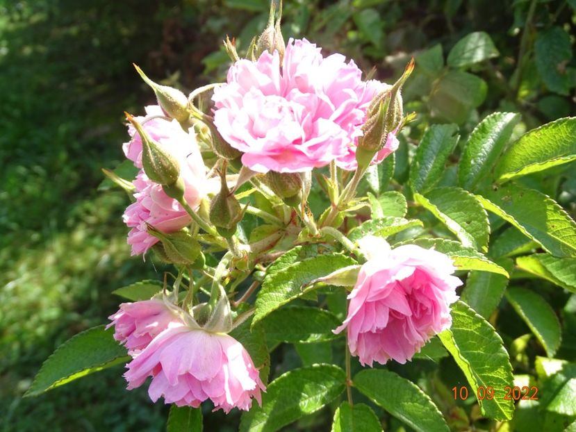  - Trandafiri 2022 3