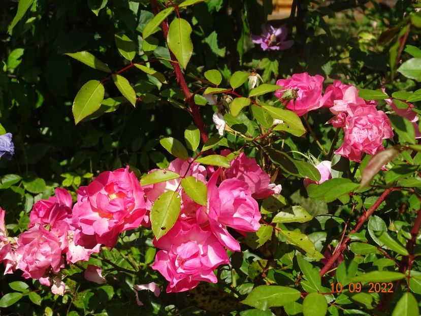  - Trandafiri 2022 3