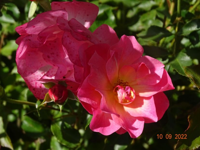  - Trandafiri 2022 3