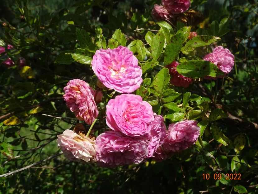  - Trandafiri 2022 3