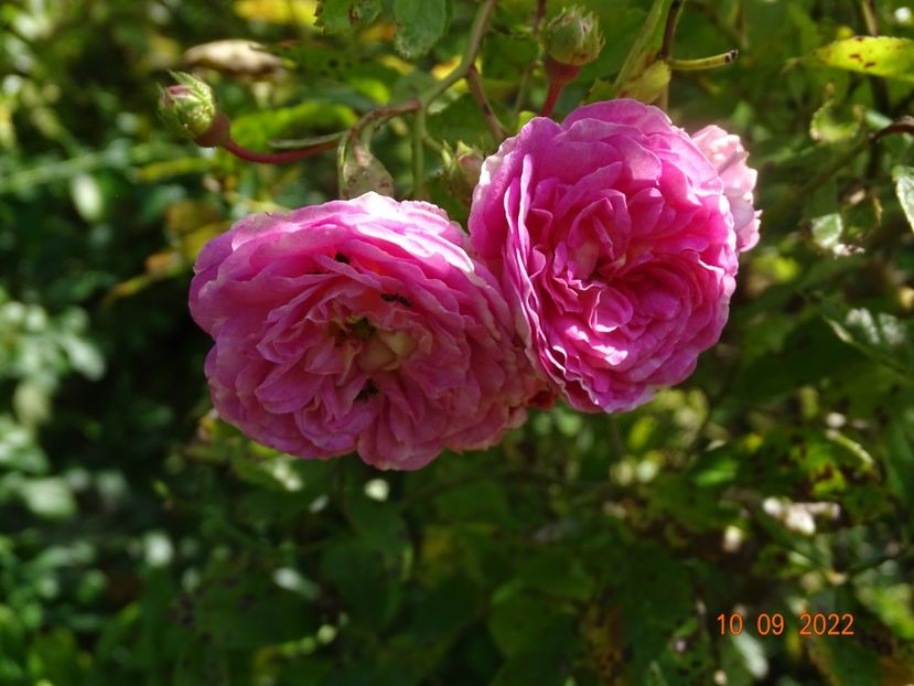  - Trandafiri 2022 3