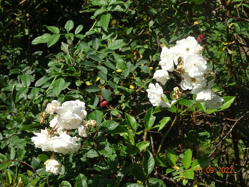  - Trandafiri 2022 3