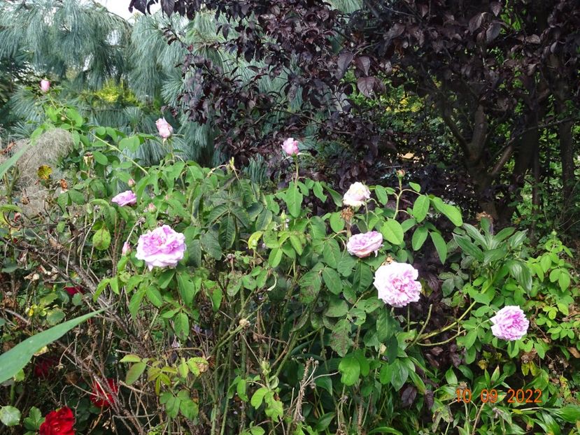  - Trandafiri 2022 3
