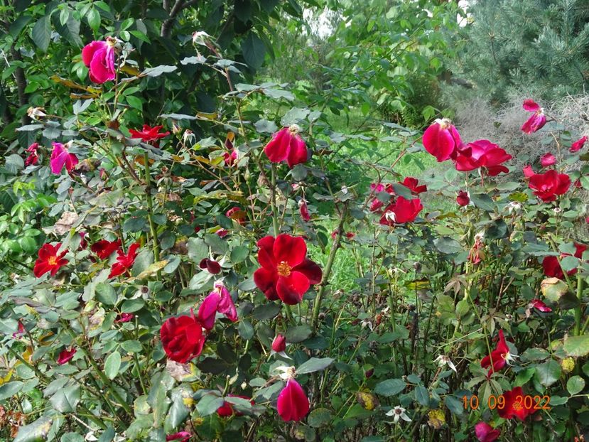  - Trandafiri 2022 3