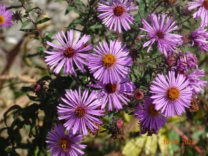 aster Barr's Pink - Dobarland 2022 5