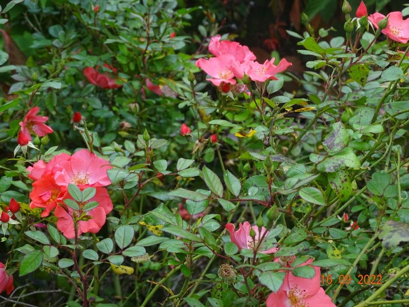  - Trandafiri 2022 3
