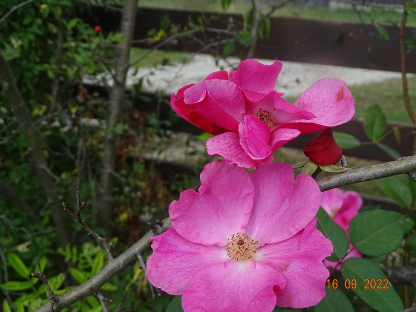  - Trandafiri 2022 3