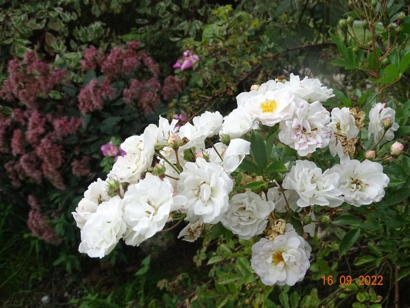  - Trandafiri 2022 3