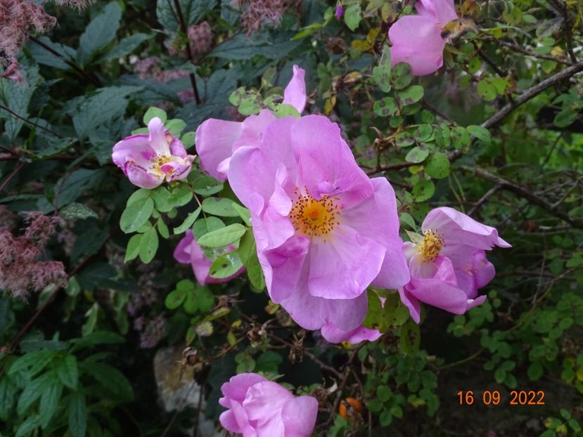  - Trandafiri 2022 3