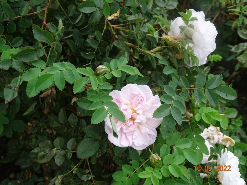  - Trandafiri 2022 3