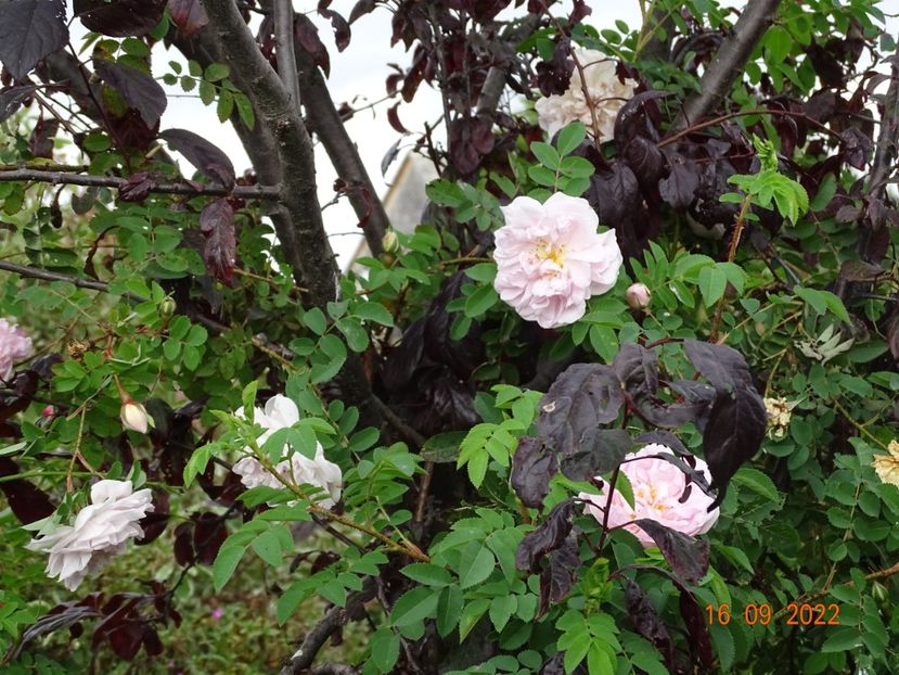  - Trandafiri 2022 3