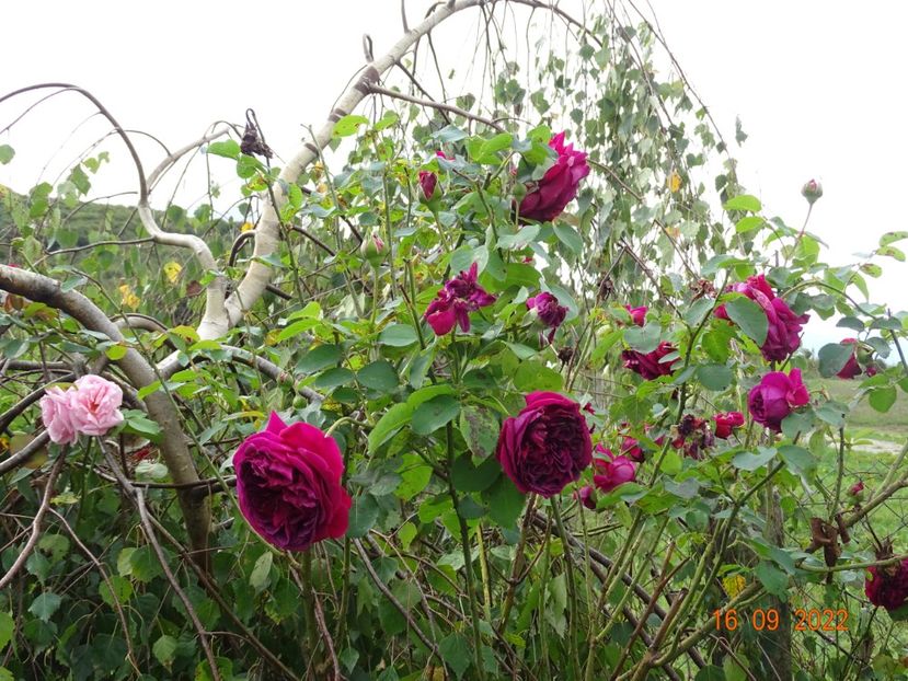  - Trandafiri 2022 3