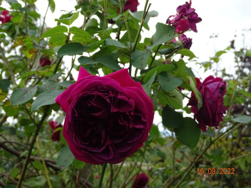  - Trandafiri 2022 3