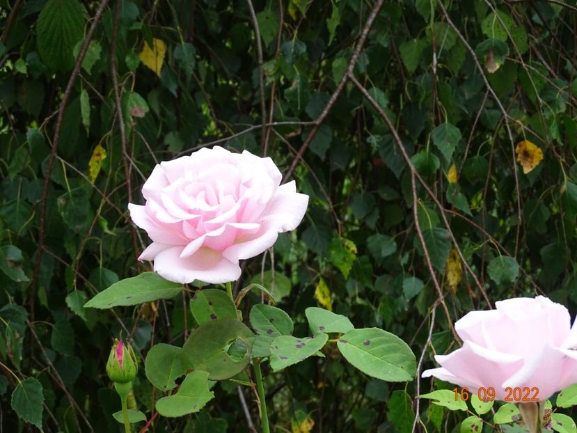  - Trandafiri 2022 3