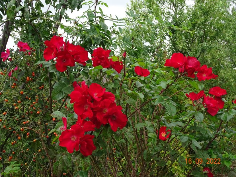  - Trandafiri 2022 3