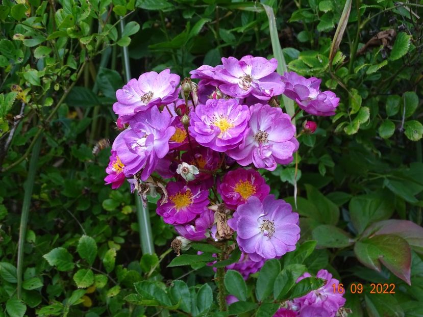  - Trandafiri 2022 4