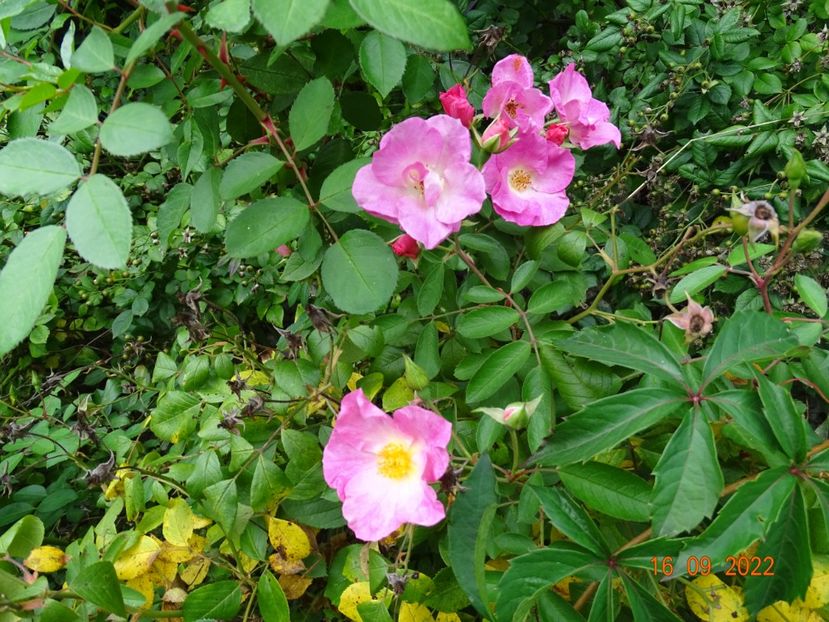  - Trandafiri 2022 4