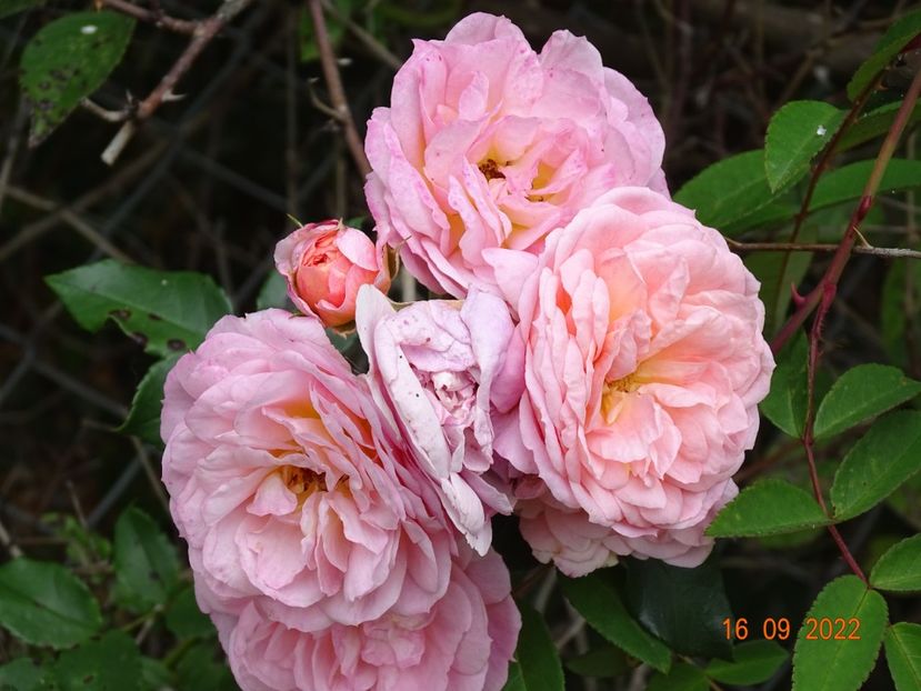  - Trandafiri 2022 4