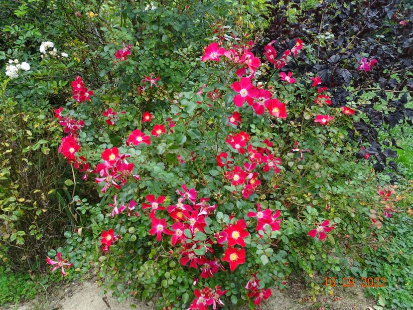  - Trandafiri 2022 4
