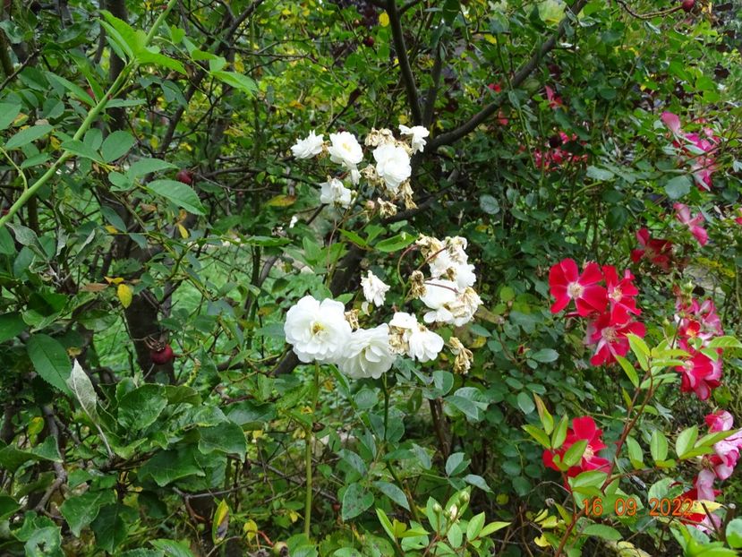  - Trandafiri 2022 4