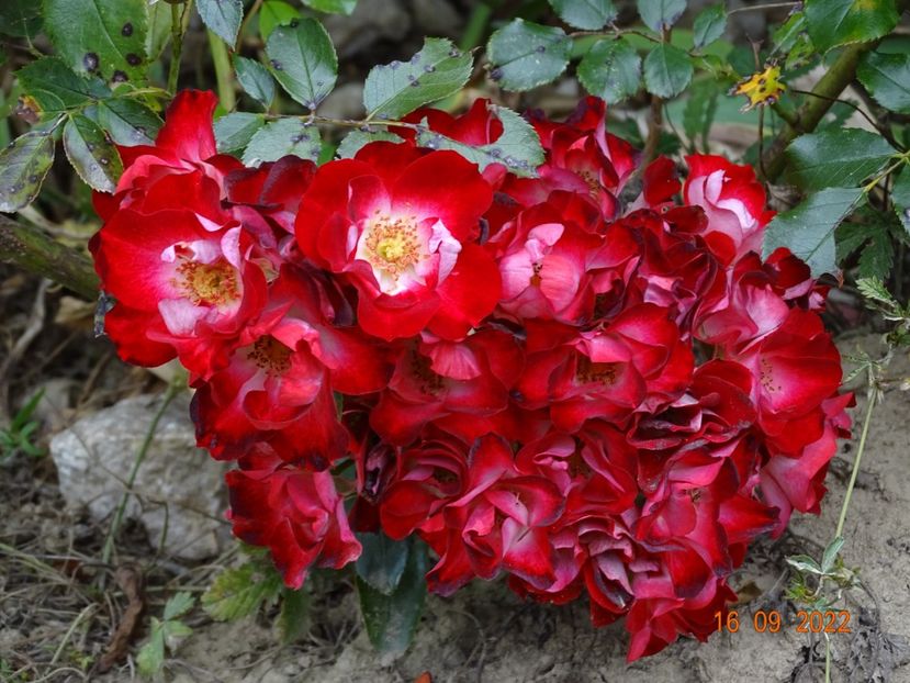  - Trandafiri 2022 4