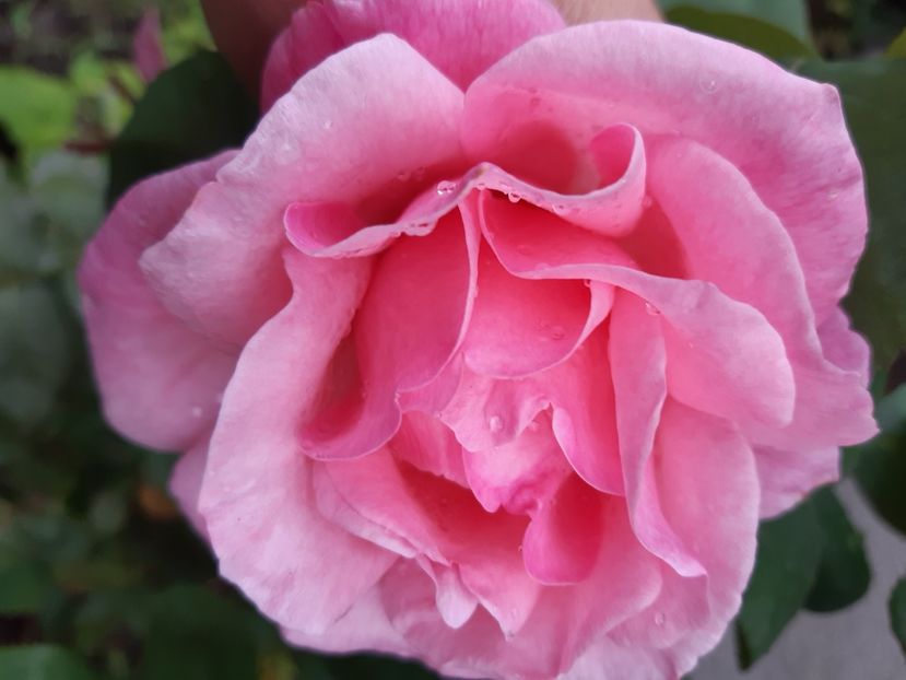  - Flori de Primavarã-Varã 2022