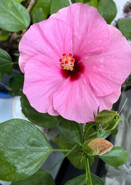 3BD60623-7565-454F-BAF0-D75D5A316CB4 - Hibiscus
