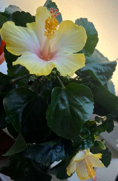 Cocktail - Hibiscus