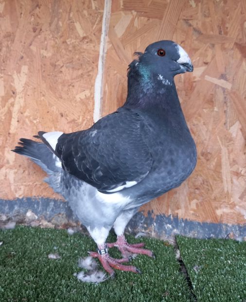 Mascul 2022 IT B934 Marco Maroni - Porumbei vânduti 2023