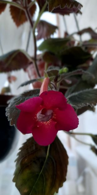 In 2022 Iar intarziat - Werner