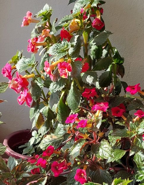  - AAA Achimenes 2022