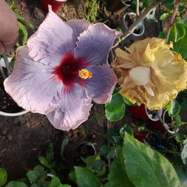 30.09.2022 - HIBISCUSI 2022-5