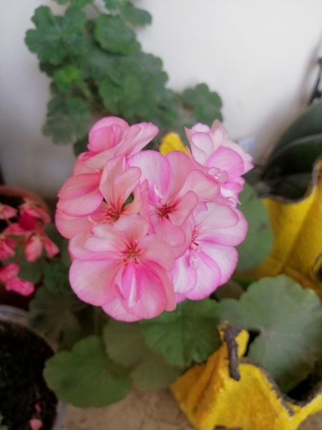  - Frumusetea muscatelor in septembrie