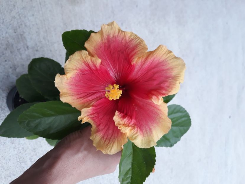  - Hibi galben cu rosu