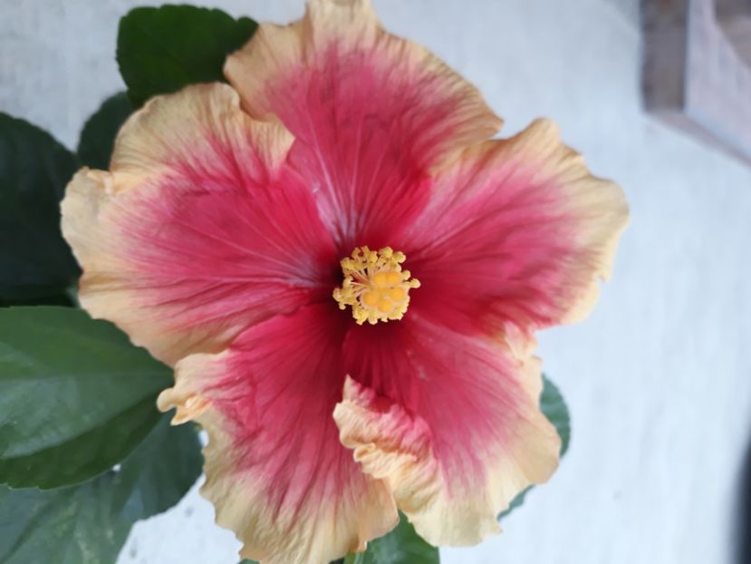  - Hibi galben cu rosu