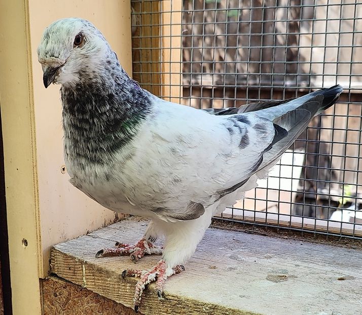 11 - Pui voiajor standard 2022