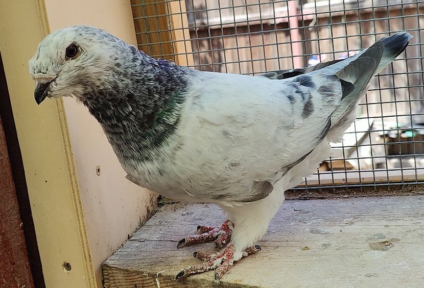 12 - Pui voiajor standard 2022