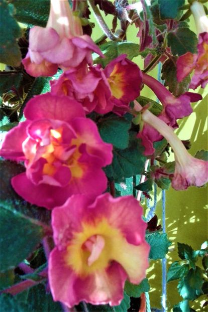  - Rizomii de achimenes 2023 2024