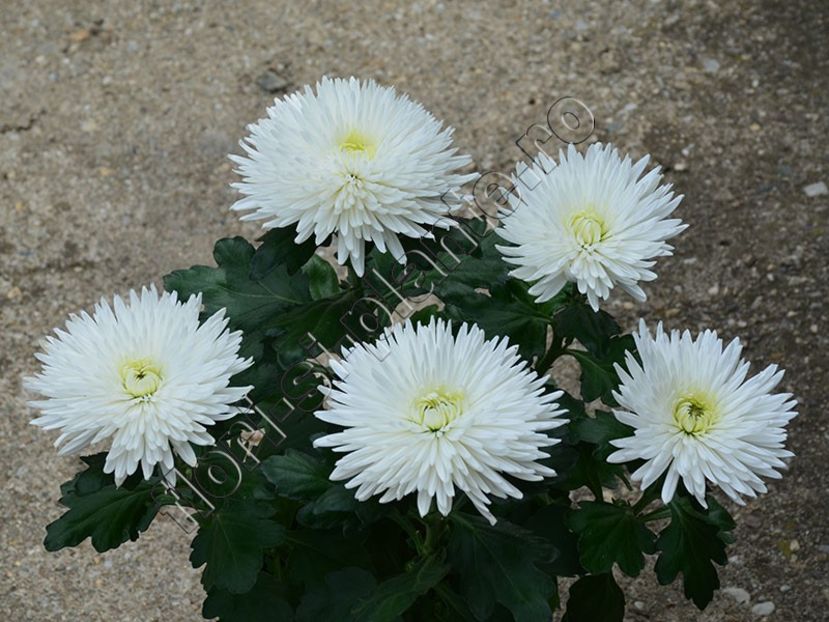 Crizantema - Flori gradina