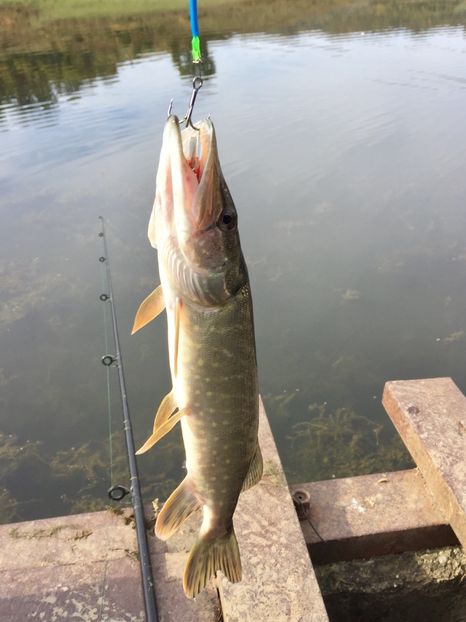 ACEBAD7A-58E9-4A70-945C-72C4460381AB - 11SPINNING LA STIUCA