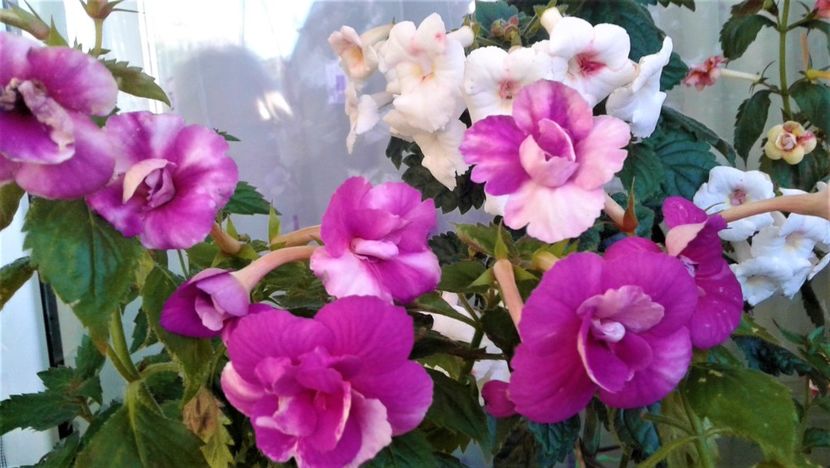  - Frumosi mei achi astazi