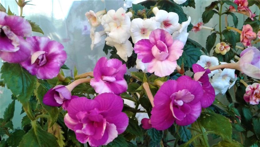  - Frumosi mei achi astazi